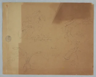 Botanical Sketches, possibly Coleus, Pandi, Colombia, July 1853